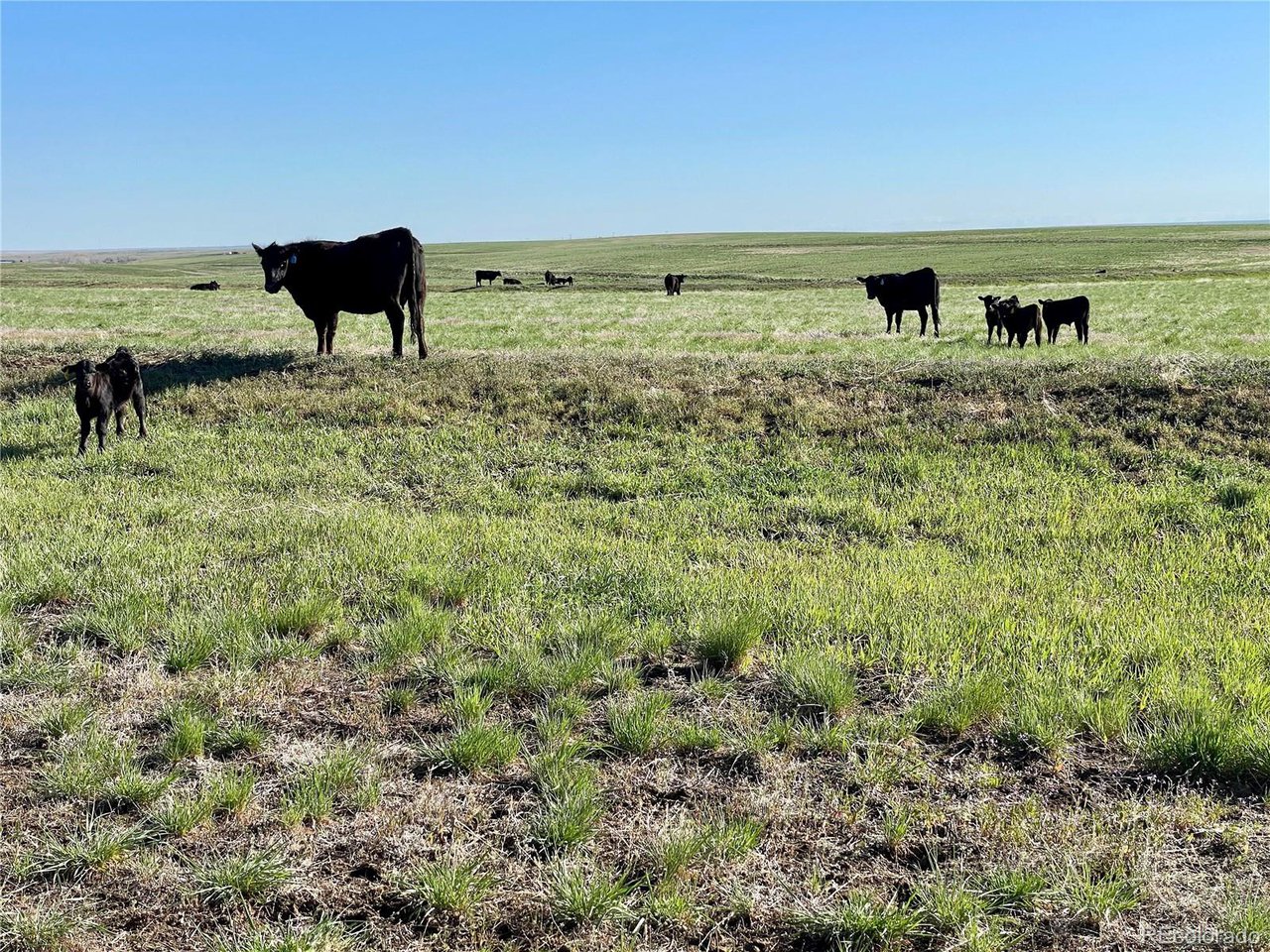 Photo of County Road 125 Deer Trail CO 80105