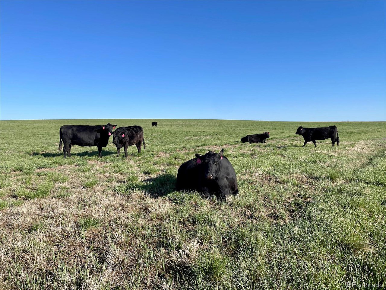 Photo of County Road 125 Deer Trail CO 80105
