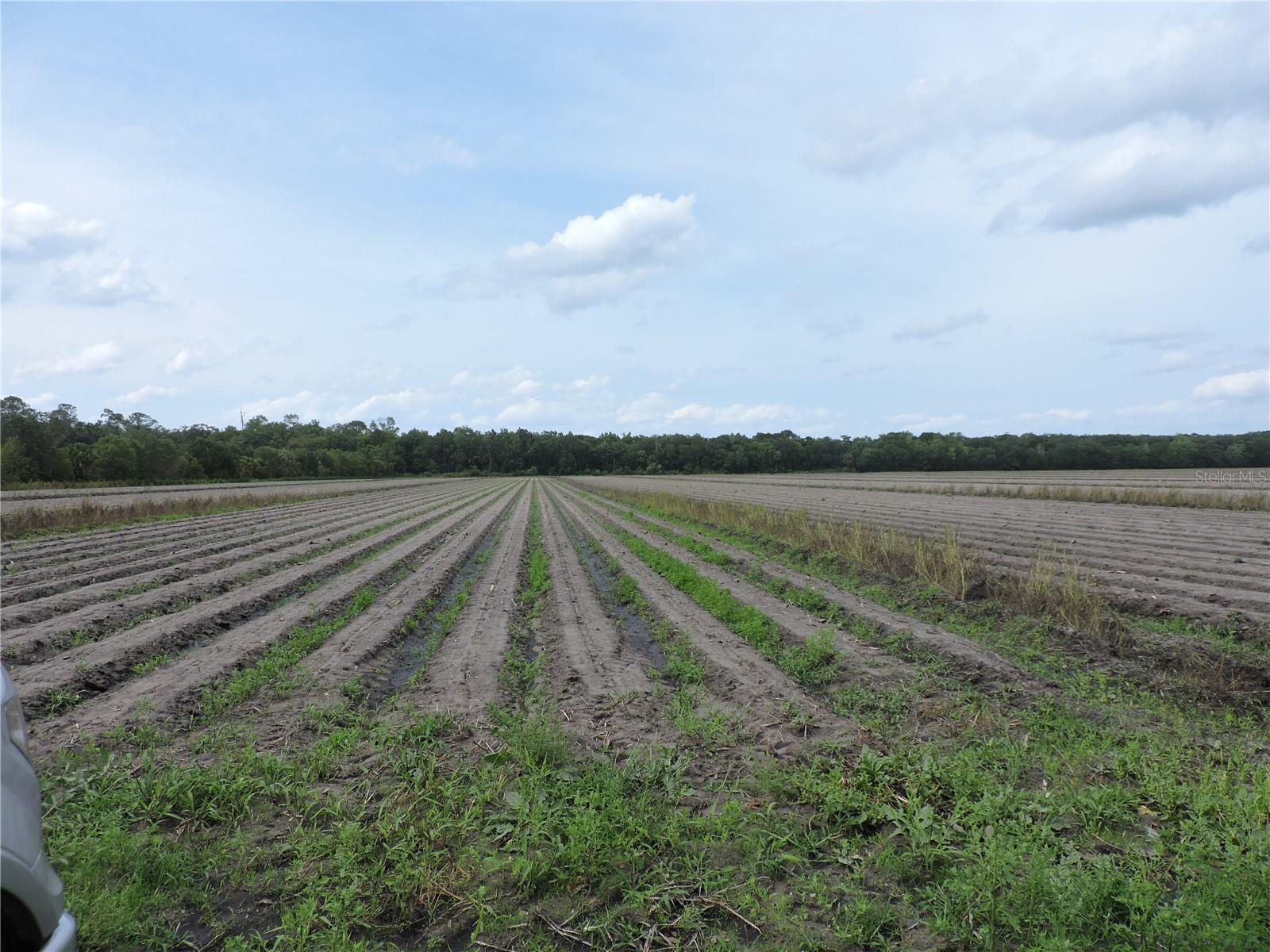 Photo of COUNTY ROAD 108 ROAD BUNNELL FL 32110