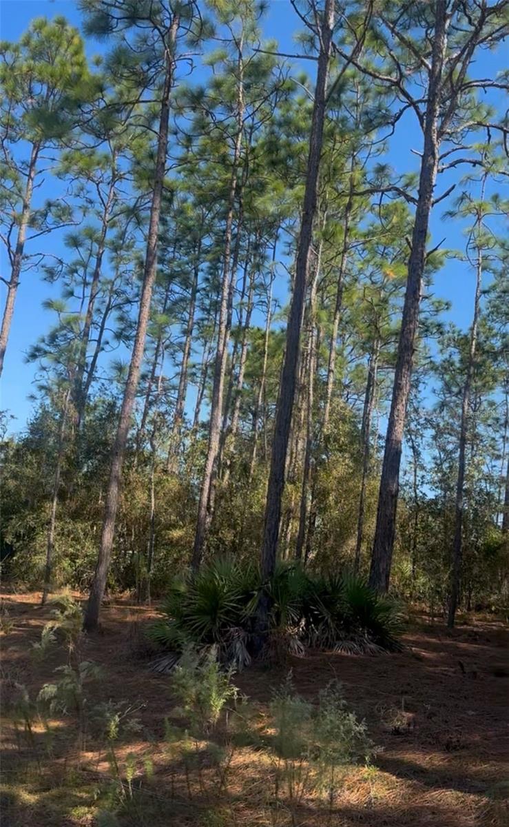 Photo of SW 128TH TERRACE ROAD OCALA FL 34481