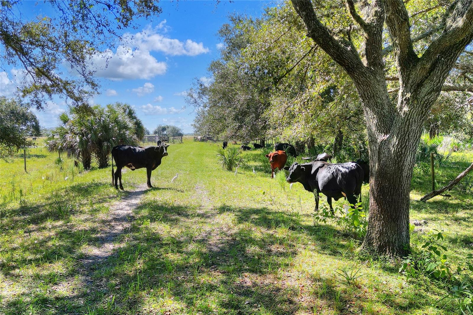 Photo of 46891 FARABEE ROAD PUNTA GORDA FL 33982