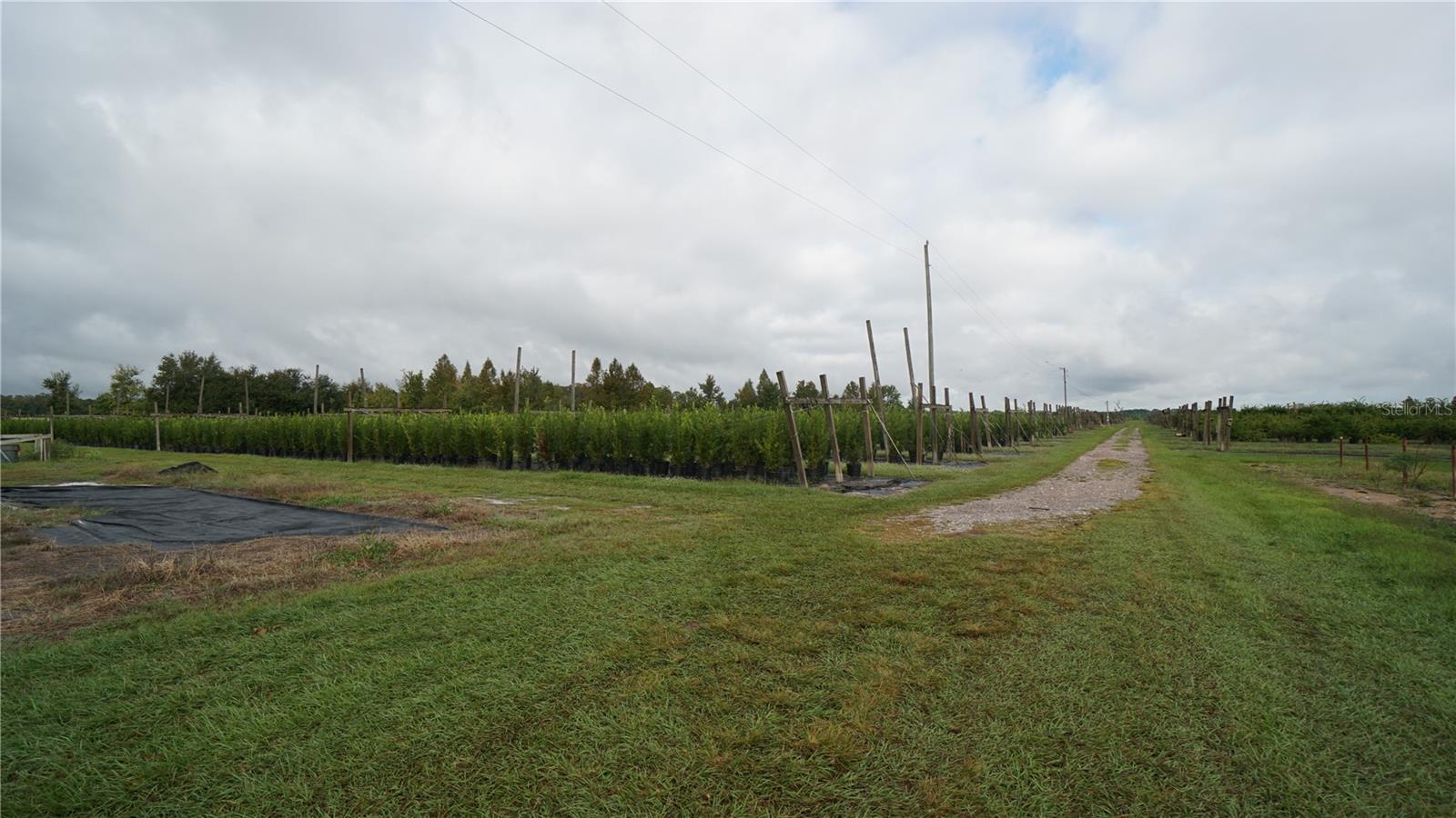 Photo of DOUGLAS ROAD GROVELAND FL 34736