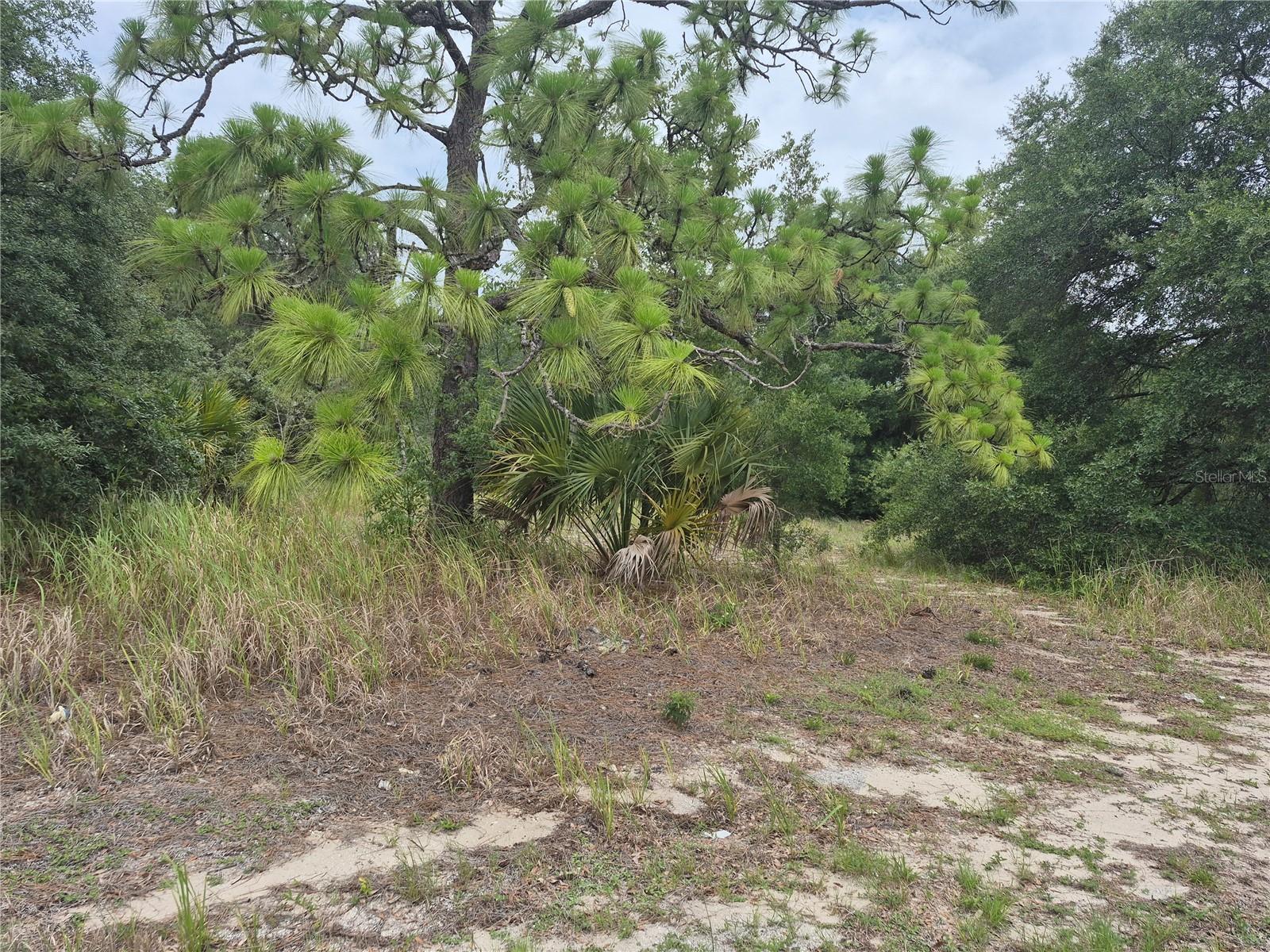 Photo of 1626 S US 301 SUMTERVILLE FL 33585