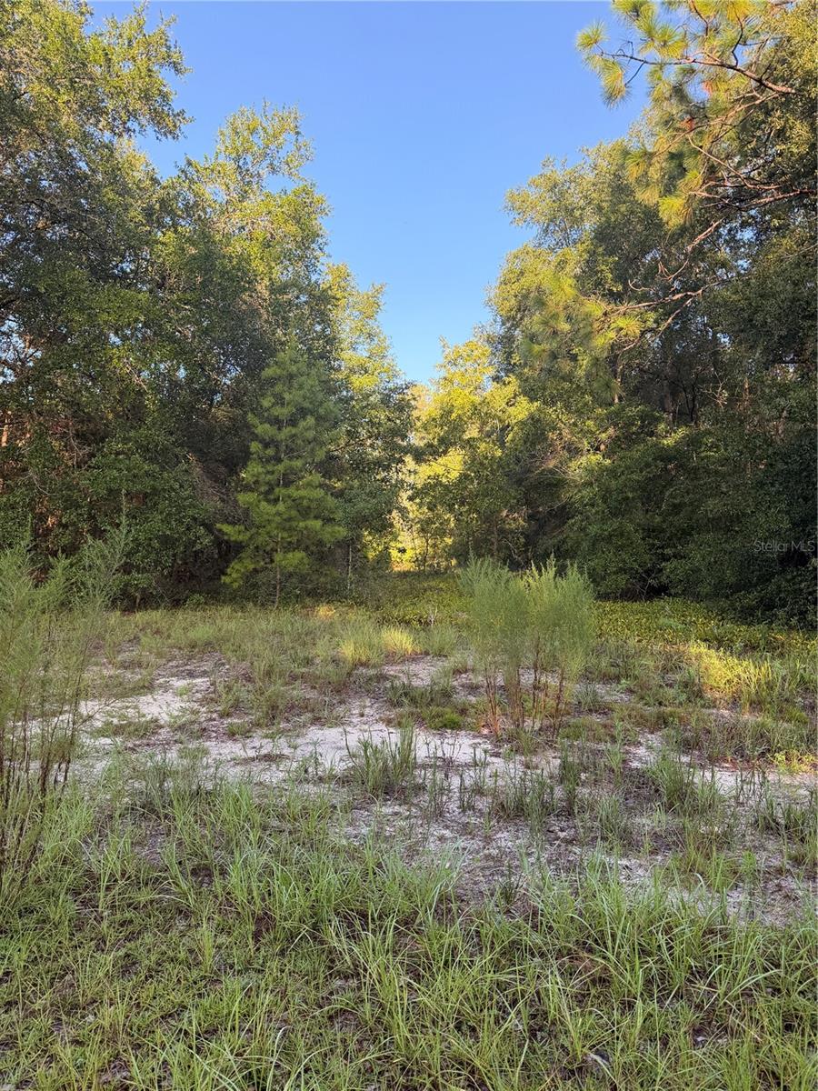 Photo of 115 ORANGE TREE COURT MELROSE FL 32666