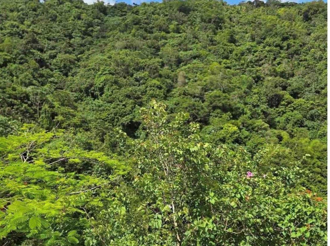 Photo of CARR 15 KM 21 CAYEY PR 00736