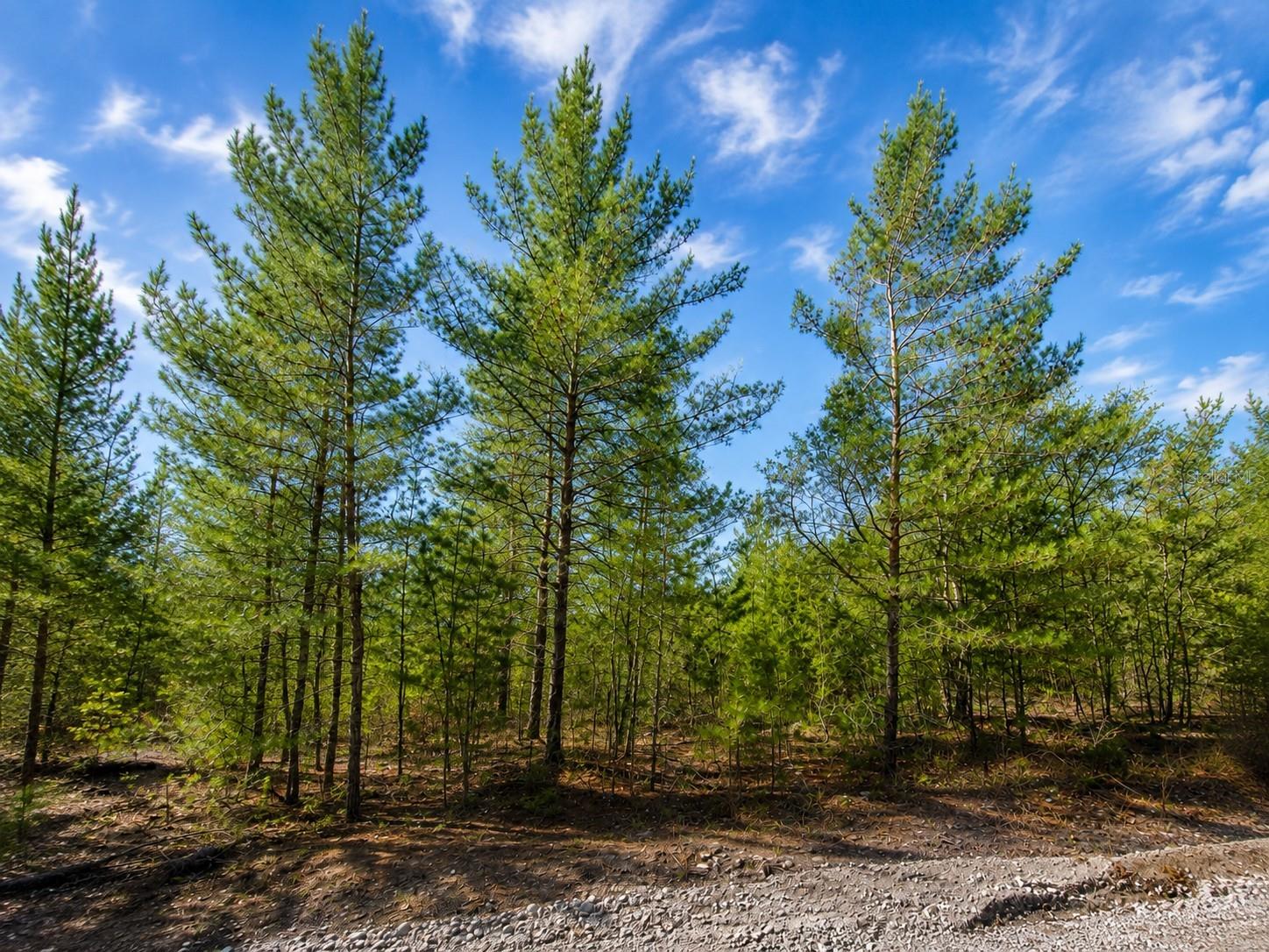 Photo of TBD ROSE TRL INTERLACHEN FL 32148