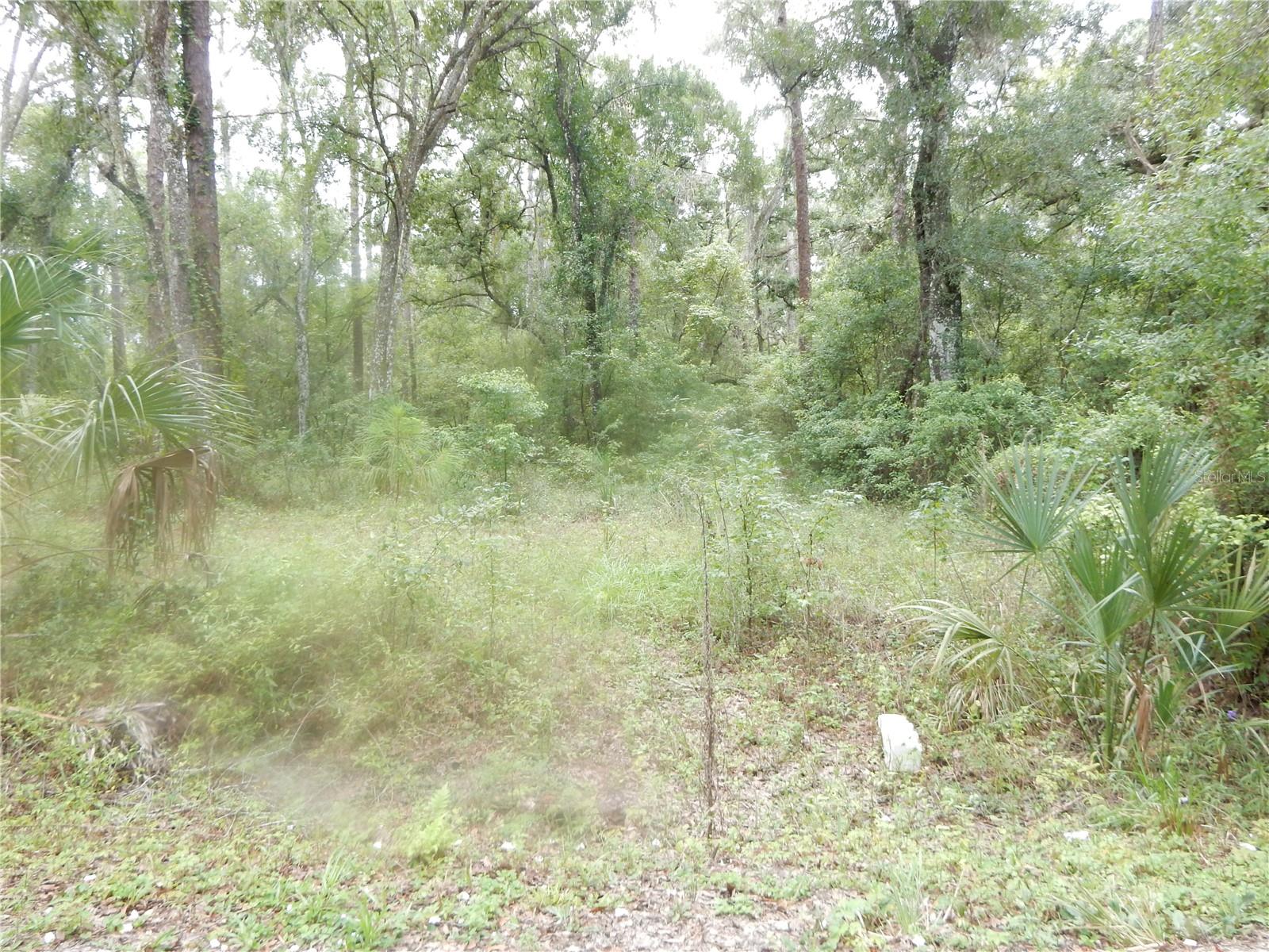 Photo of CENTRAL AVENUE ZEPHYRHILLS FL 33540