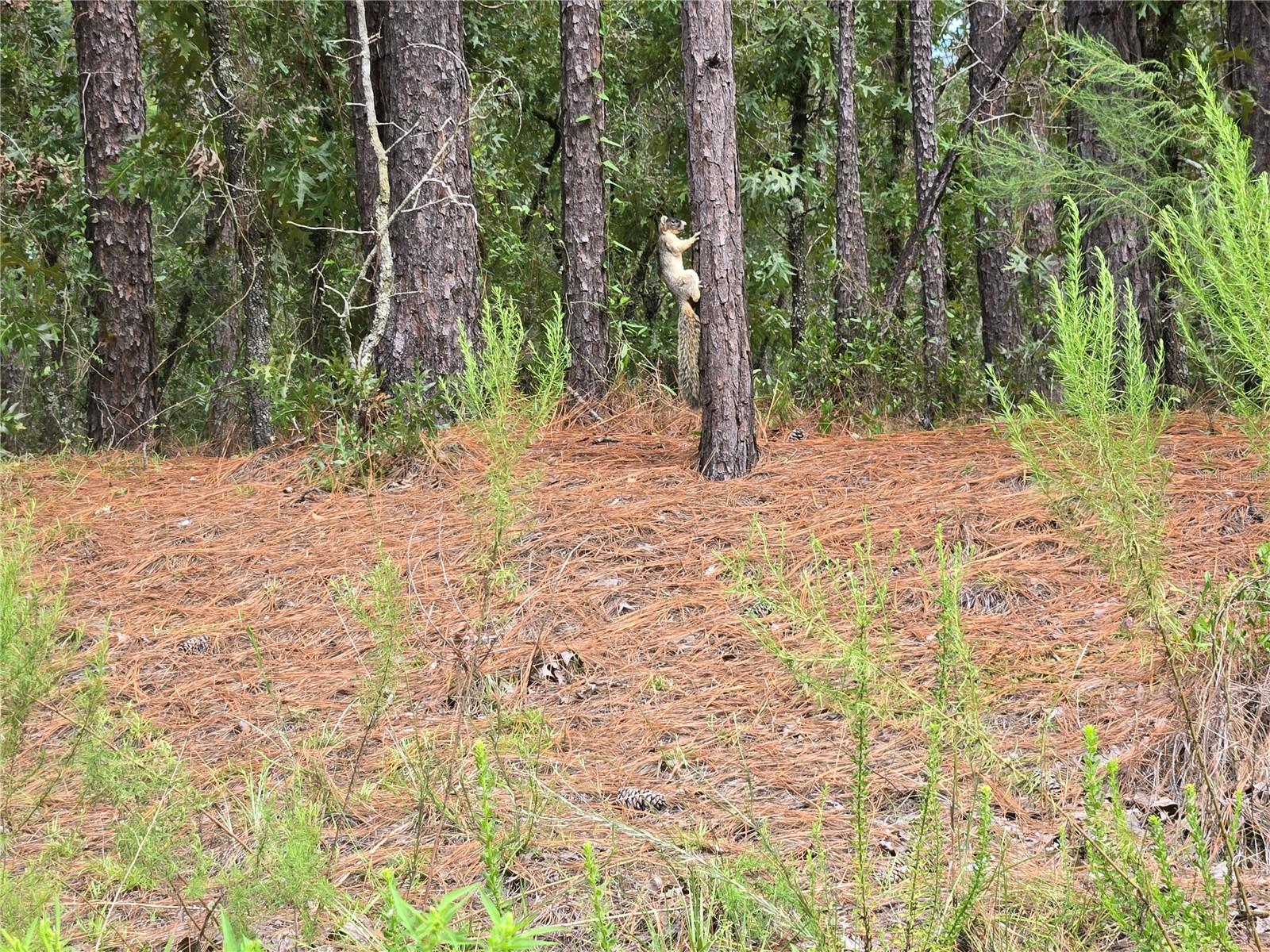 Photo of SW 76TH LANE DUNNELLON FL 34432