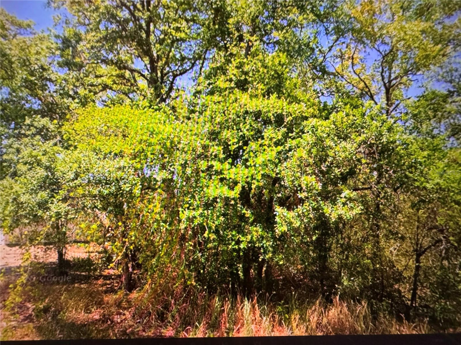 Photo of 252 LOCUST LANE OCALA FL 34472