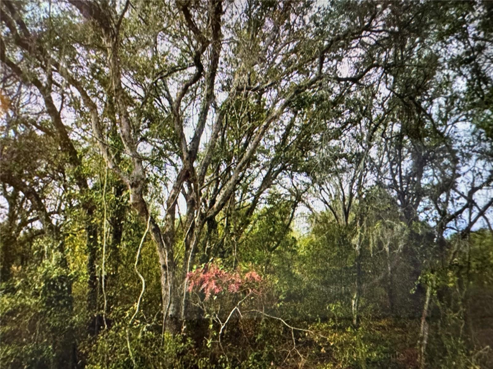 Photo of 0 SE 141ST AVENUE OCKLAWAHA FL 32179