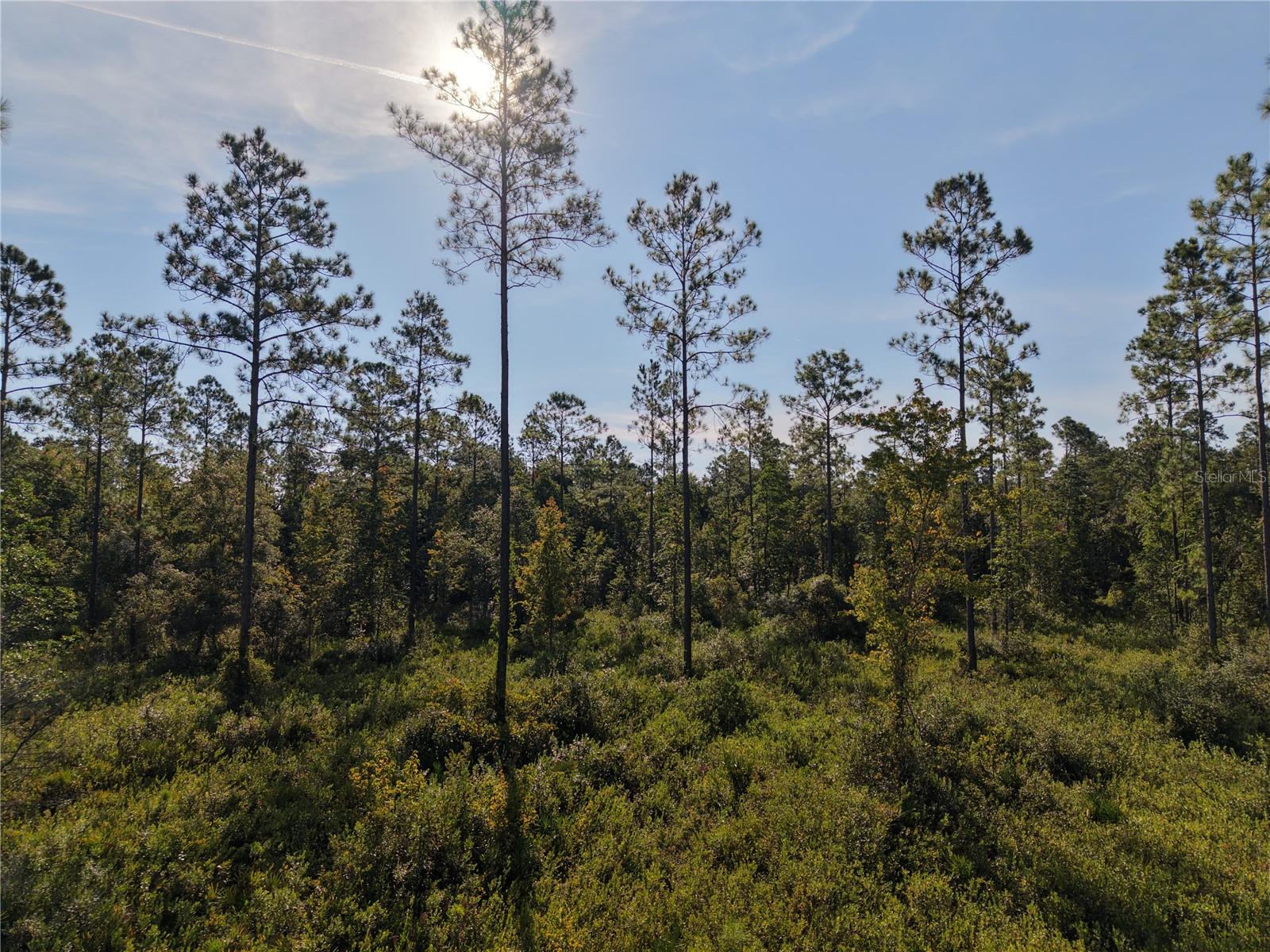 Photo of OFF NE 212TH ST. FORT MC COY FL 32134