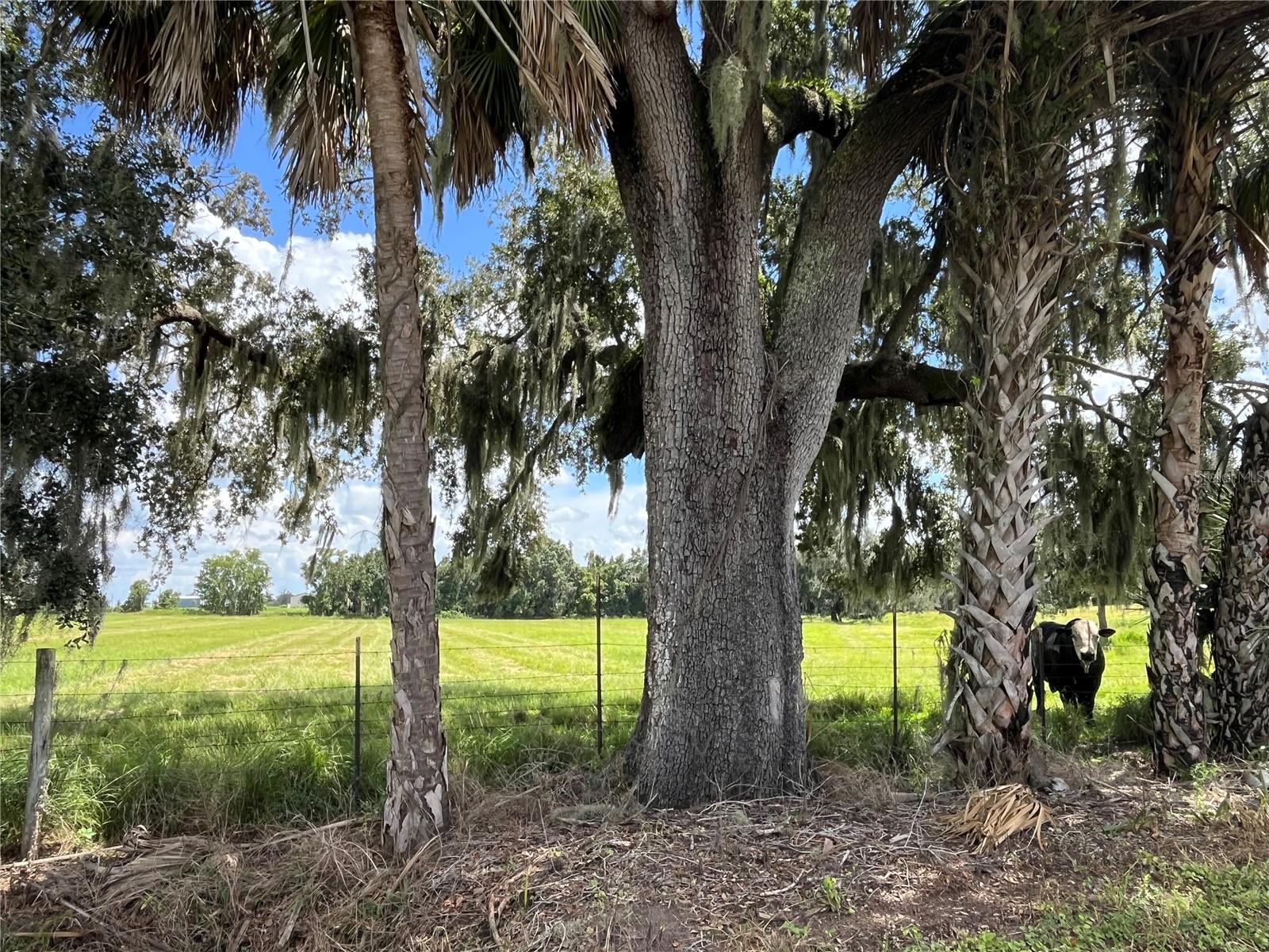 Photo of JOHNS ROAD WAUCHULA FL 33873