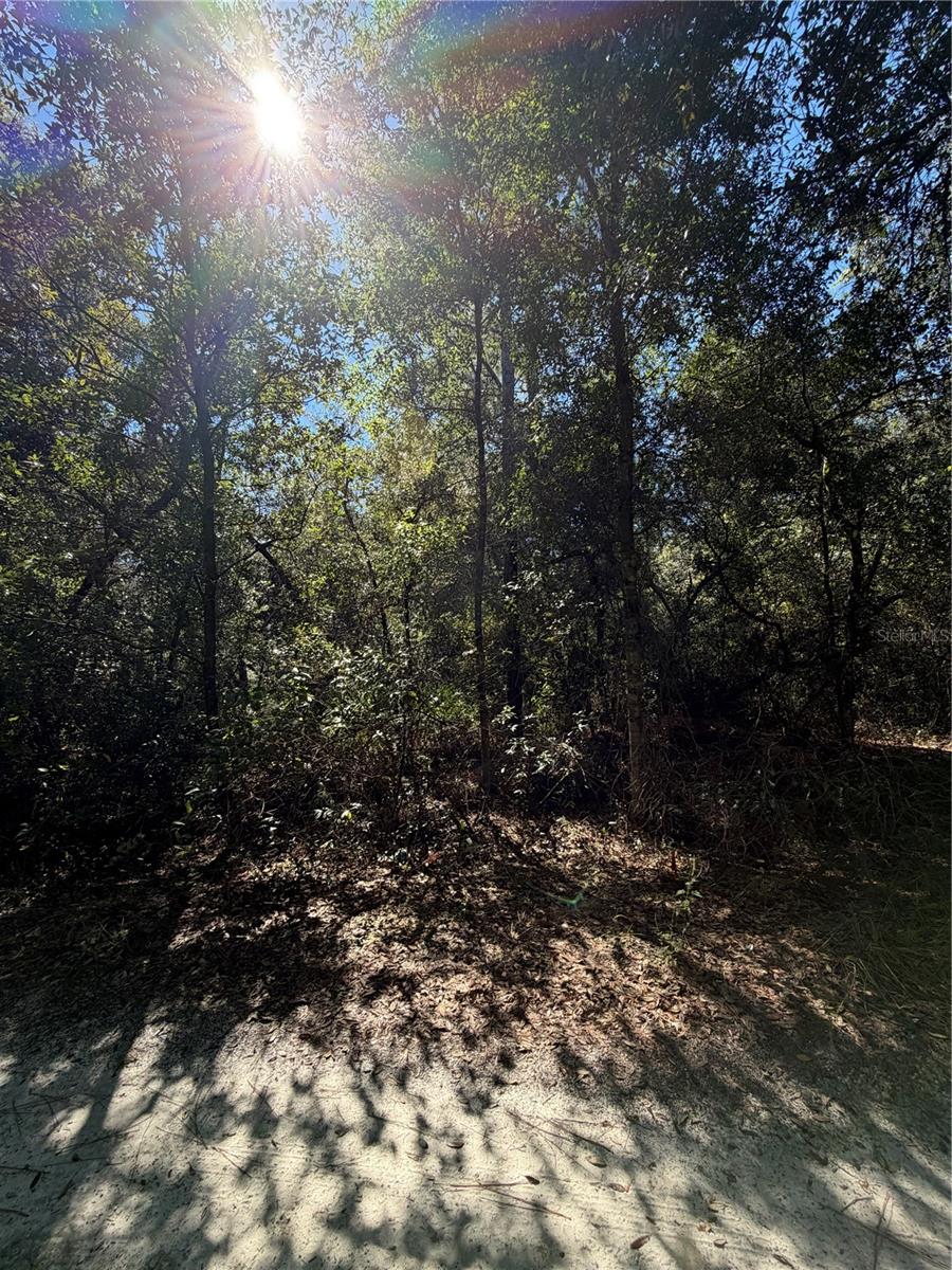 Photo of TBD SW 151ST PLACE DUNNELLON FL 34432
