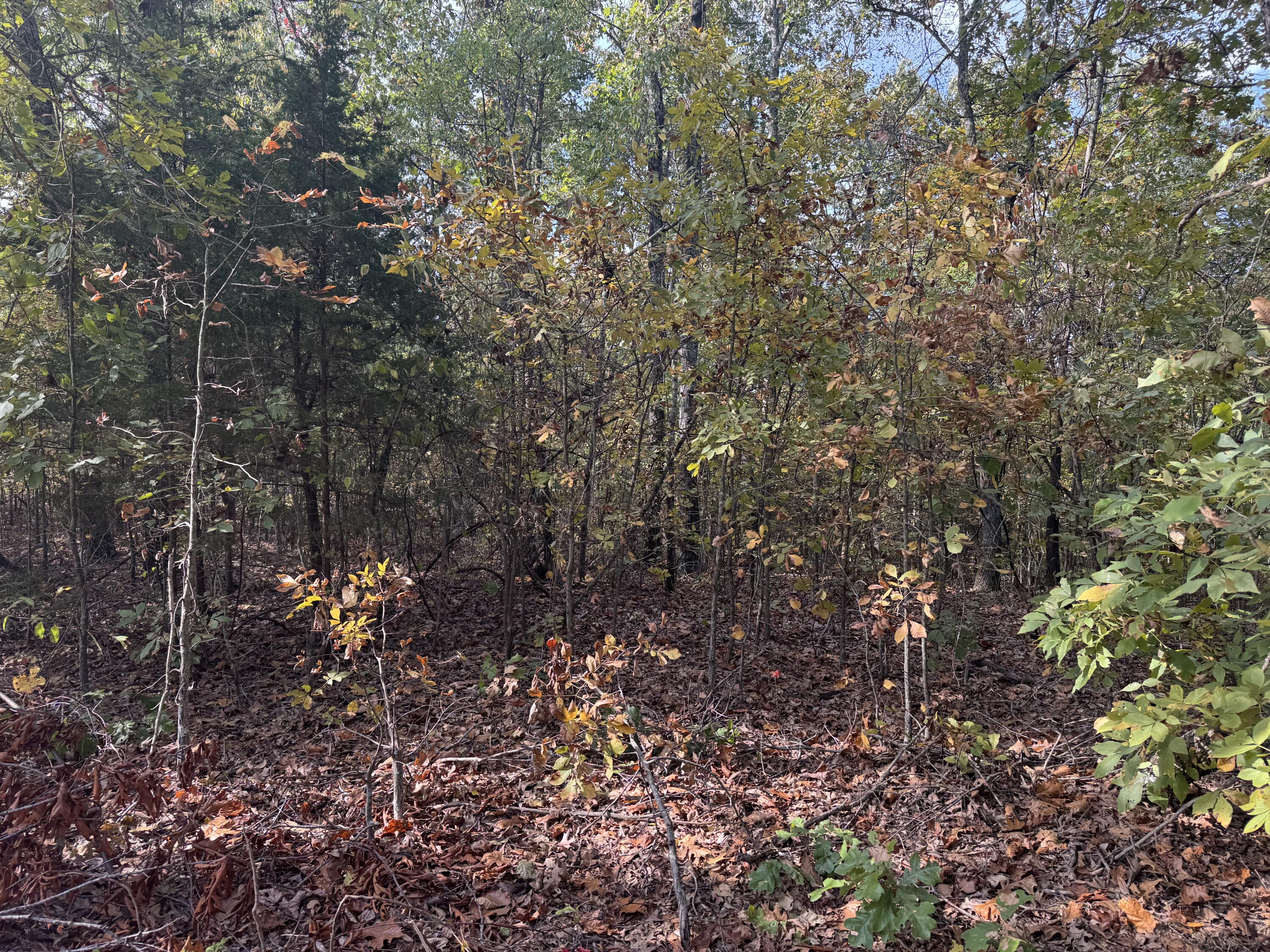 Photo of 000 Tbd Yy Highway Norwood MO 65717