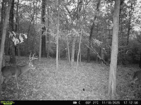 Photo of 85-Ac Burmingham Road Forsyth MO 65653