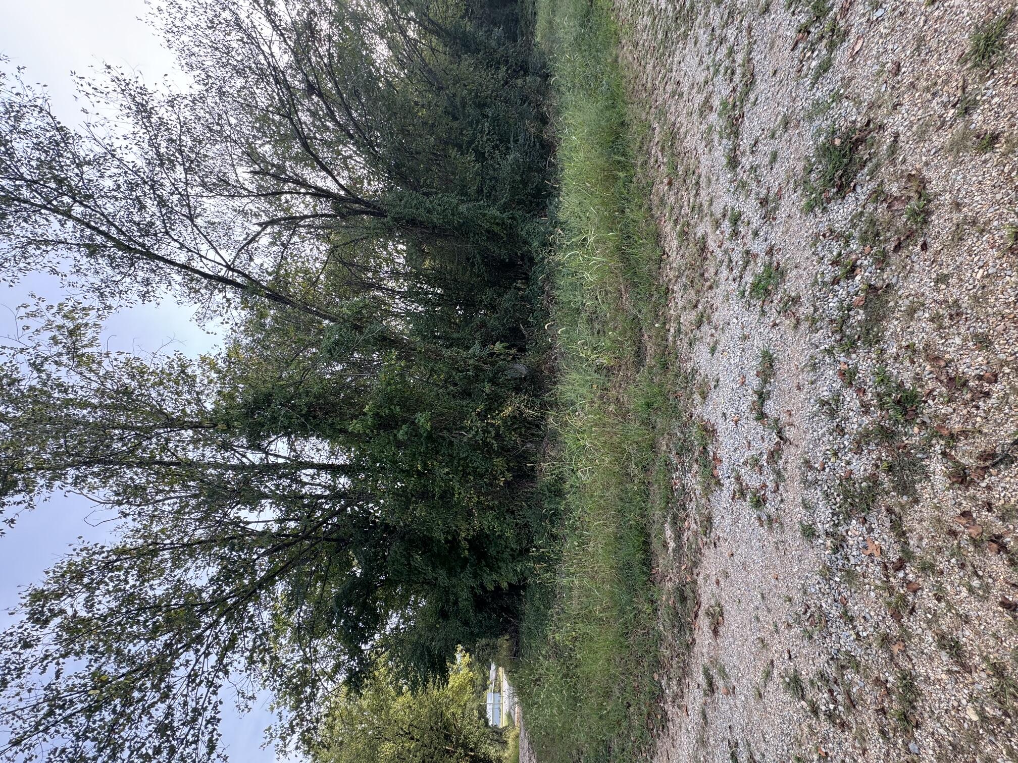 Photo of 000 County Road 203 Couch MO 65690