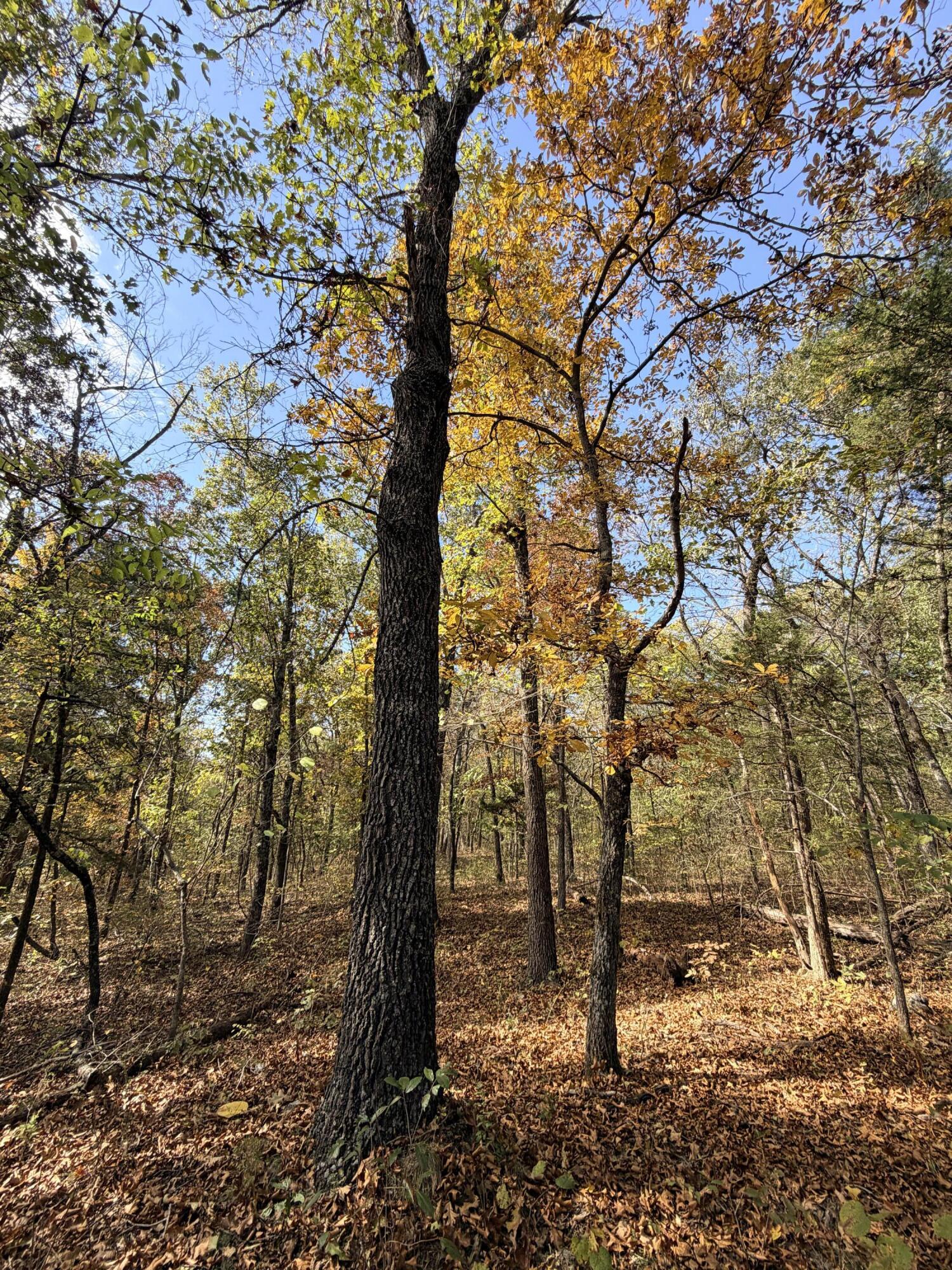 Photo of 0000 County Road 358 Tract 1 Flemington MO 65650